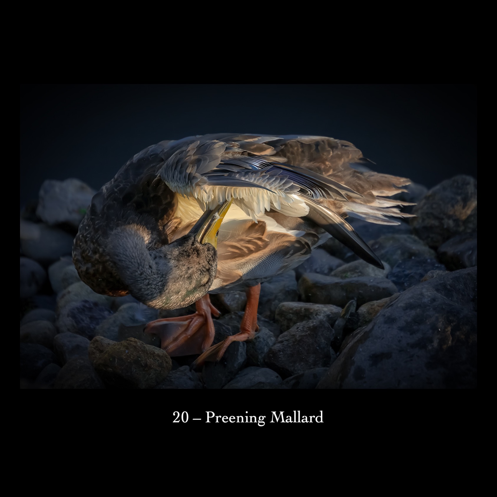 20   Preening Mallard